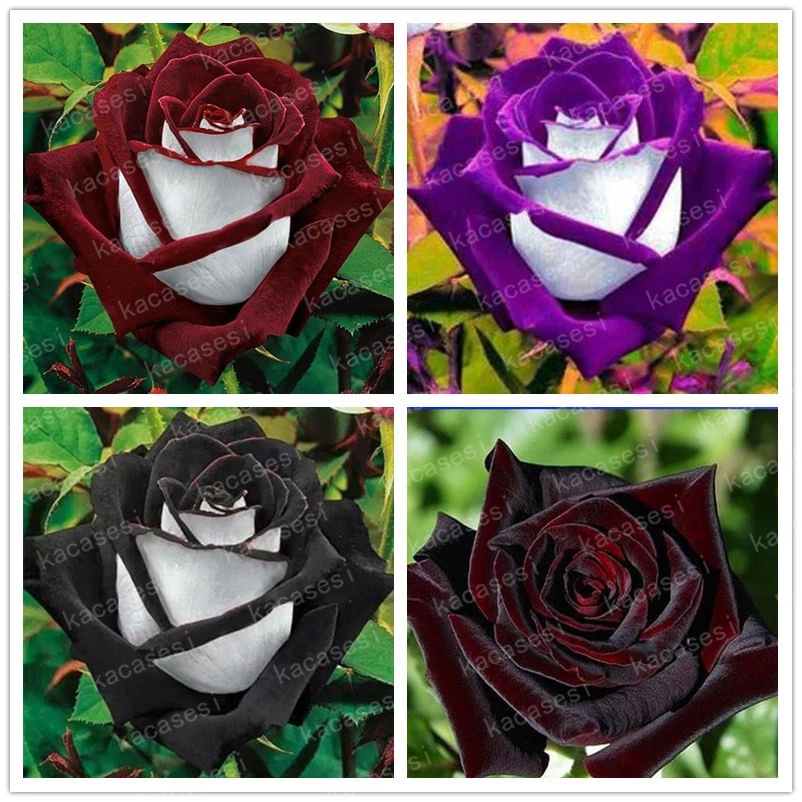 

100 Pcs/bag Rare Rose Bonsai Black Rose Flower With Red Edge Rare Rose Flowers Bonsai For Garden Bonsai Planting