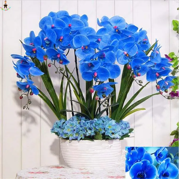 200pcs Bonsai Phalaenopsis Flower Plants Butterfly Orchid Mixcolor