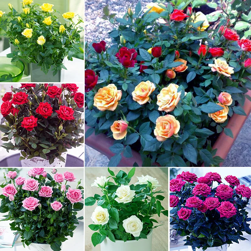 

100 pcs / bag Rainbow Rose Tree and Mini Bonsai Rare Flower Plants Balcony & Yard Potted for home garden