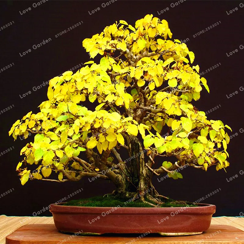 Heirloom Organic 5 Pcs Ginkgo Biloba Gingko Maidenhair Tree Bonsai Nuts