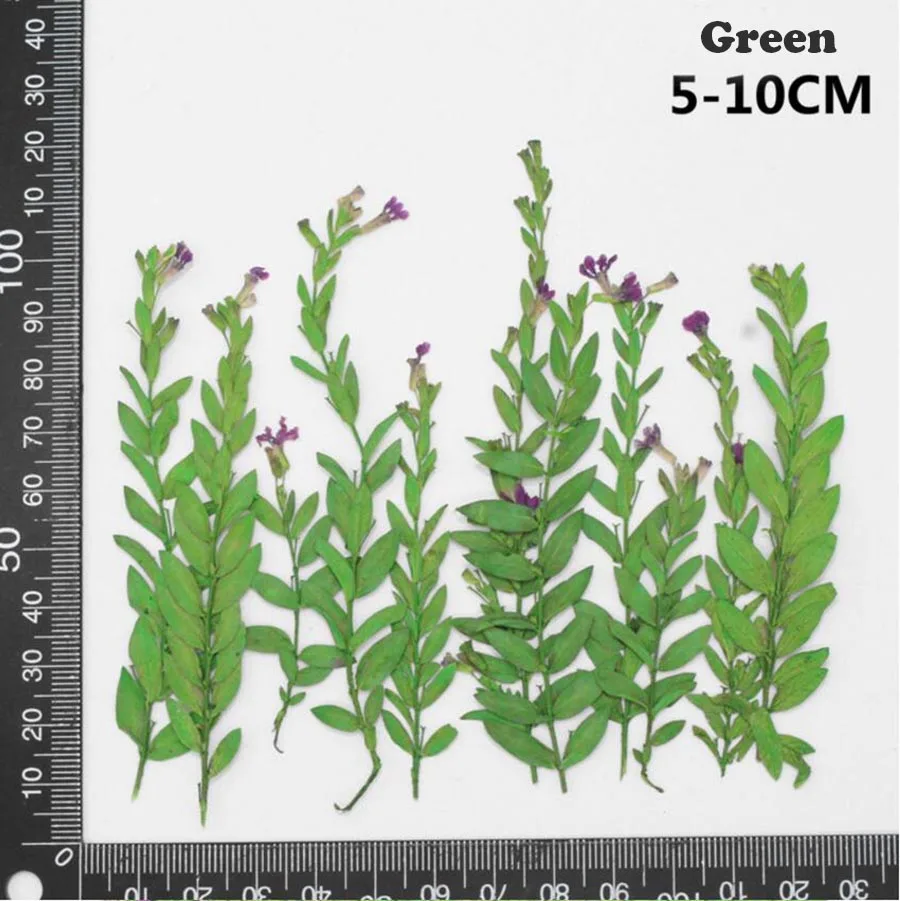 (SLLDHMR)-4