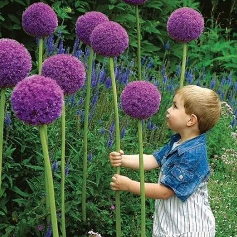 120 pcs/pack Purple Giant Allium Giganteum Beautiful Flower bonsai Garden Plant the budding rate 95% rare flower for kid 120 pcs/pack Purple Giant Allium Giganteum Beautiful Flower bonsai Garden Plant the budding rate 95% rare flower for kid