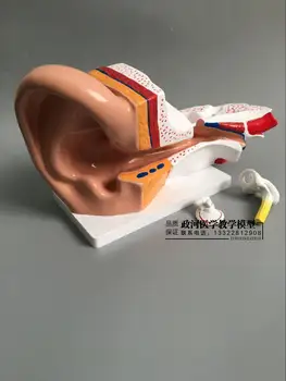 

Ear anatomy model inner ear labyrinth nasopharynx human hearing system teaching model