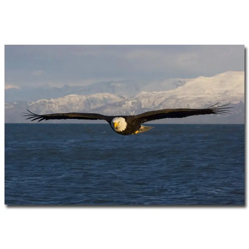 

NICOLESHENTING Eagle Bird Fly In Sky Nature Art Silk Poster Print 12x18 24x36 inch Landscape Pictures Home Decor Wild Animals 33