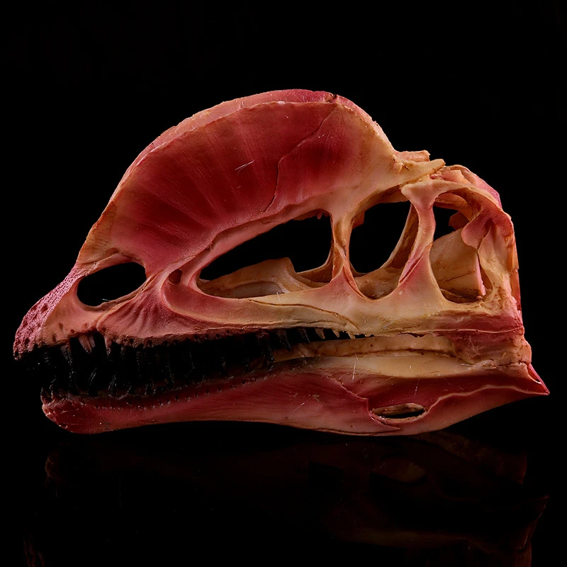 Смола ремесленных выставка модели домашний интерьер красный Двойная корона Дракон Череп динозавра смолы черепа KLGT022