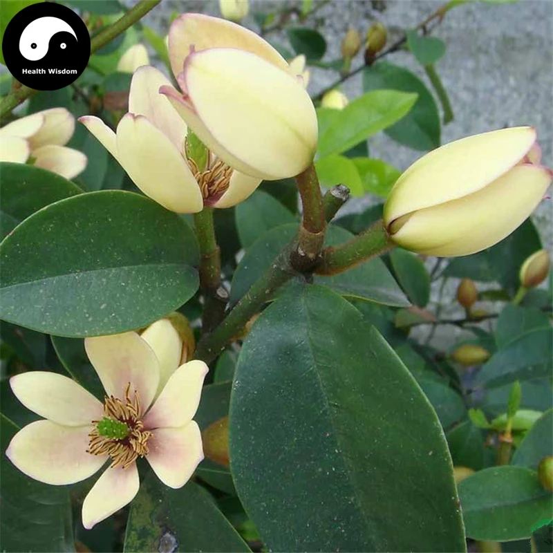 

Buy Michelia Figo Tree Semente 30pcs Plant Michelia Figo Chinese Han Xiao Flower