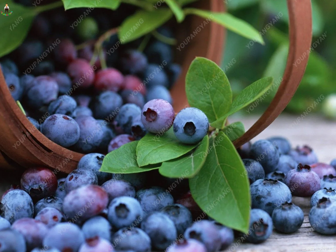 

100pcs BlueBerry Bonsai Fruits Plantas Outdoor Tree DIY Bonsais Countyard Plants for Home & Garden Decoration Easy to Grow