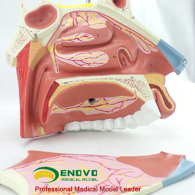 ENOVO медицинская модель носовой анатомии для носа уха и горла респираторная хирургическая эндоскопическая ринопластика