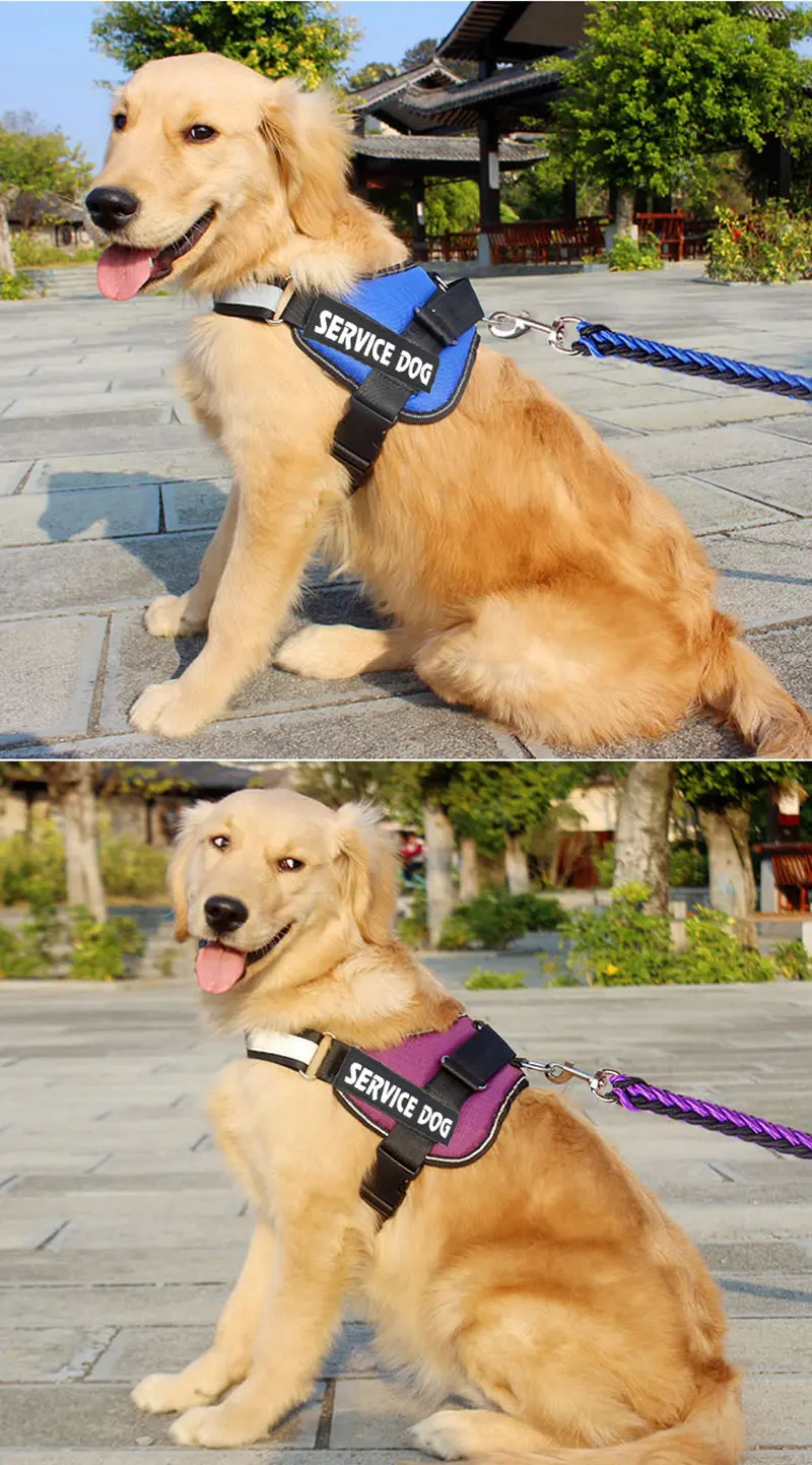 Harness for animals