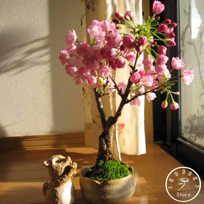 

New Fresh Plantas 10 Pcs/Bag Cherry Bonsai Potted Garden And Garden Plant Flores Beautiful Japanese Cherry Tree Planten,#ZAYA9U