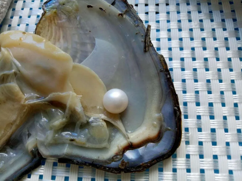 Do all oysters have pearls