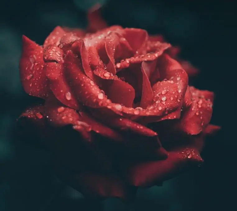 Xiaomi Mijia The ONE Real Rose Flower Forever для влюбленных подарок на день рождения мужчин и женщин