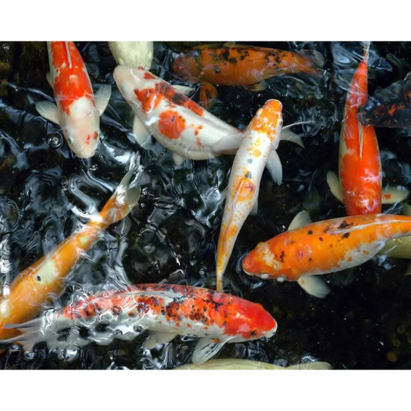 Hot-Sale-Diamond-Painting-Goldfish-Koi-Full-Square-Round-Diamond-Embroidery-Pictures-Of-Rhinestones-Diamond-Mosaic