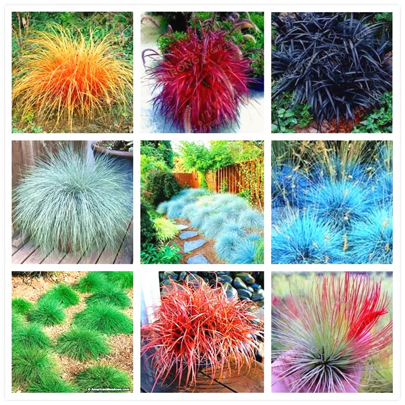 

100 Mix Fescue Grass Bonsai (Festuca Glauca) Perennial Hardy Ornamental Grass So Easy To Grow Grass For Home Garden