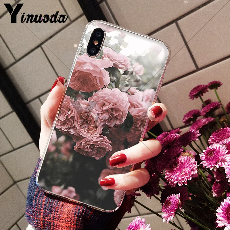 Flower Pink Peonies Peony