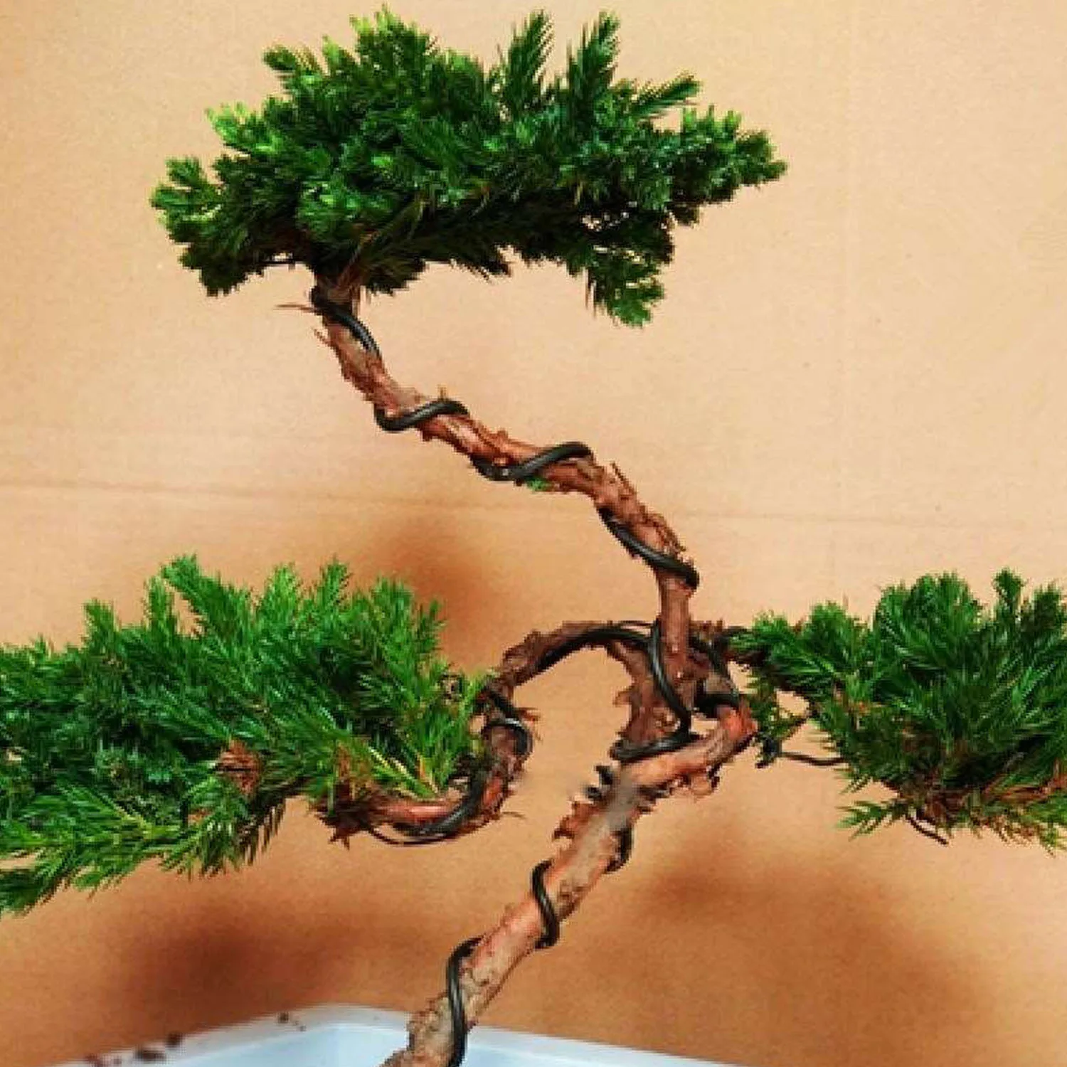 6 Roll 5m Aluminum Tree Training Wires for Garden Plants Bonsai Beginners Trainers Artists 1mm/1.5mm/2mm Black