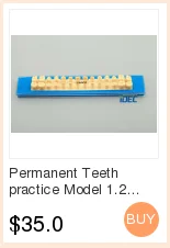 Dentários e Modelos Head para o Ensino e Aprendizagem em Aulas Modelo de Estudante Manequins Phantom Dentárias Dental 9 Beleza e saúde