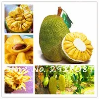 New-5Pcs-Fresh-Jackfruit-Seeds-Tropical-Rare-Giant-Tree-Seeds-Miracle-Fruit-Seeds-Is-Rich-In.jpg_200x200