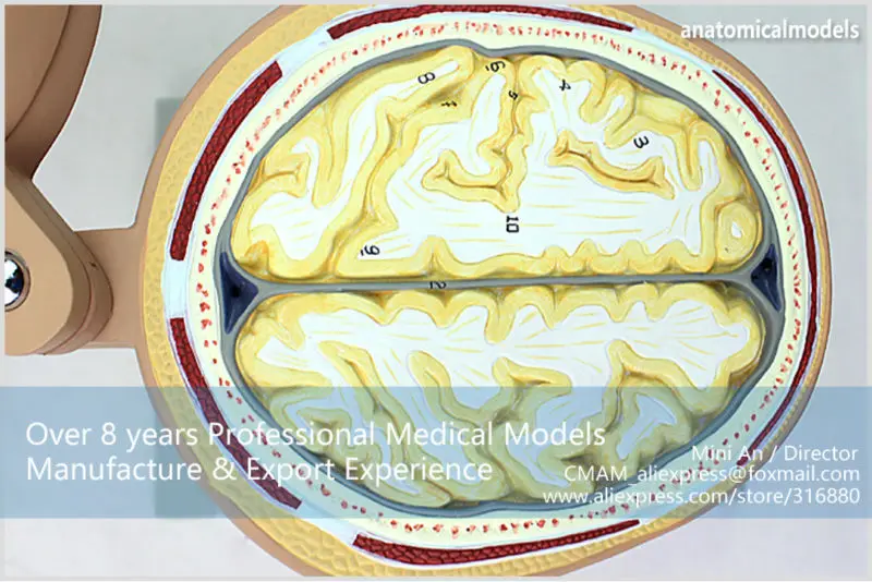 CMAM-BRAIN01 Человеческая Голова Горизонтальное Сечение Анатомическая Модель