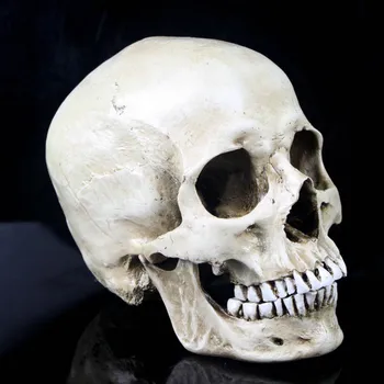 

High Quality Artificial Model Resin Mask Medical Skull Model Adults Proportion 1:1 weight white orange 850g Free shipping