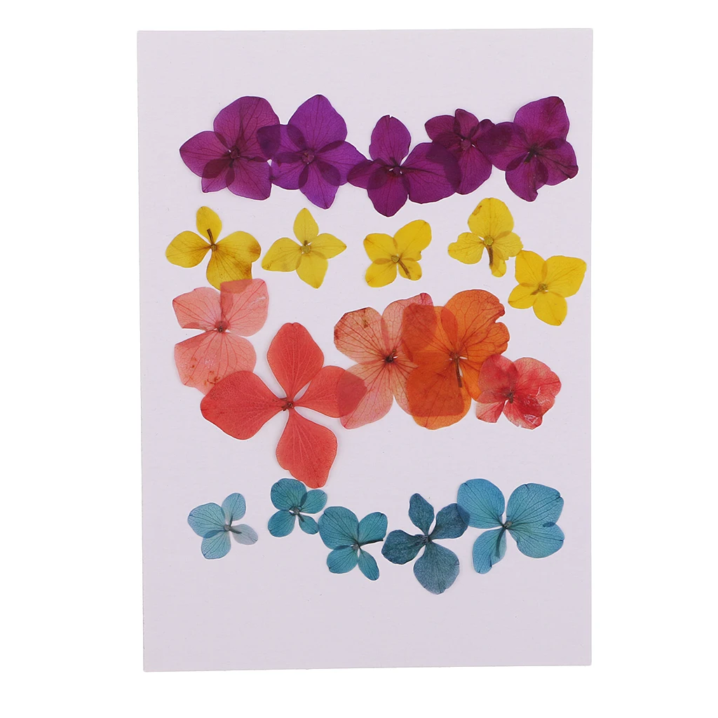 20 Pieces Pressed Natural Dried Flowers Hydrangea Embellishment For DIY Phone Case Handmade Specimen Craft