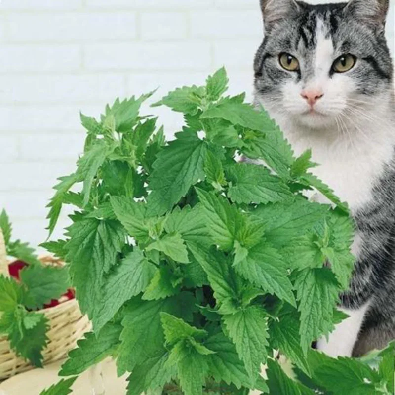 Novel Plant 400 шт Смешанные Catnip Саженцы бонсай для дома украшения сада Мятные ароматические травы Nepeta Cataria рассады Novel Plant 400 шт Смешанные Catnip Саженцы бонсай для дома украшения сада Мятные ароматические травы Nepeta Cataria рассады