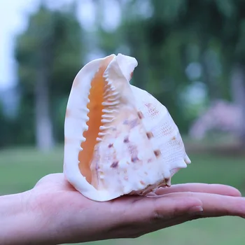 

Natural conch shell name the four screw crown corollule pompilius screw