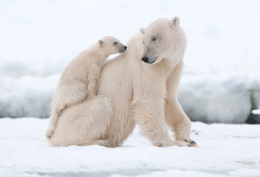 

Laeacco Family Polar Bear Photo Backgrounds Customized Vinyl Digital Photography Backdrops For Photo Studio