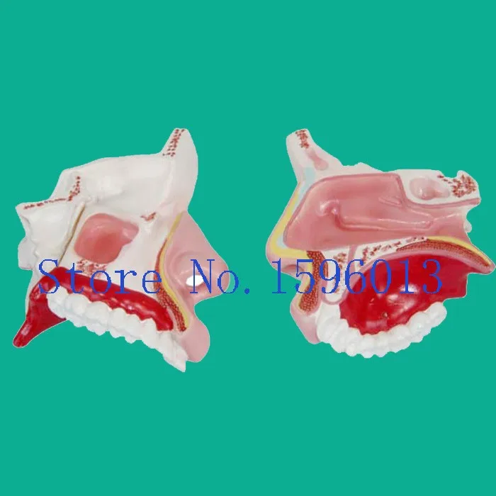 Модель носовой полости, модель анатомической носовой полости человека показывает внешние и внутренние структуры