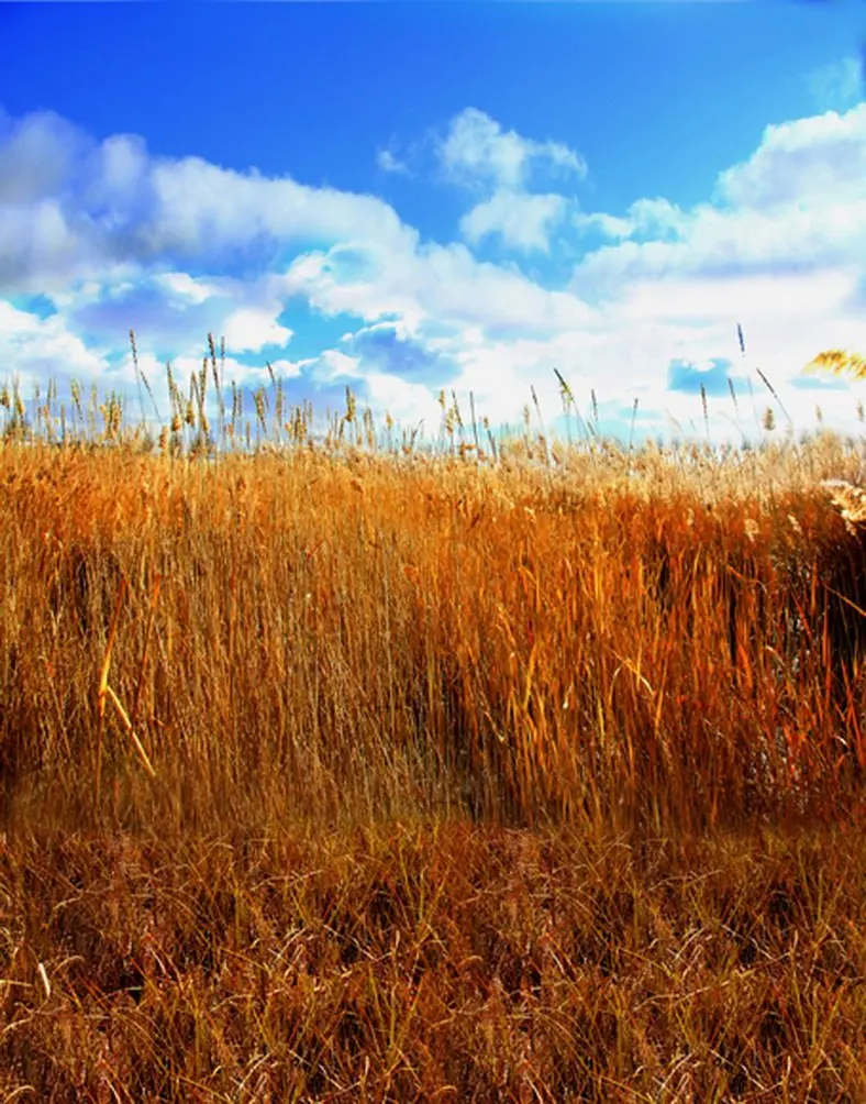 

5x7ft Yellow Grass in Fall Photography Backdrops Photo Props Studio Background