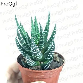 

Ngryise 2Pcs A Set Haworthia reinwardtii
