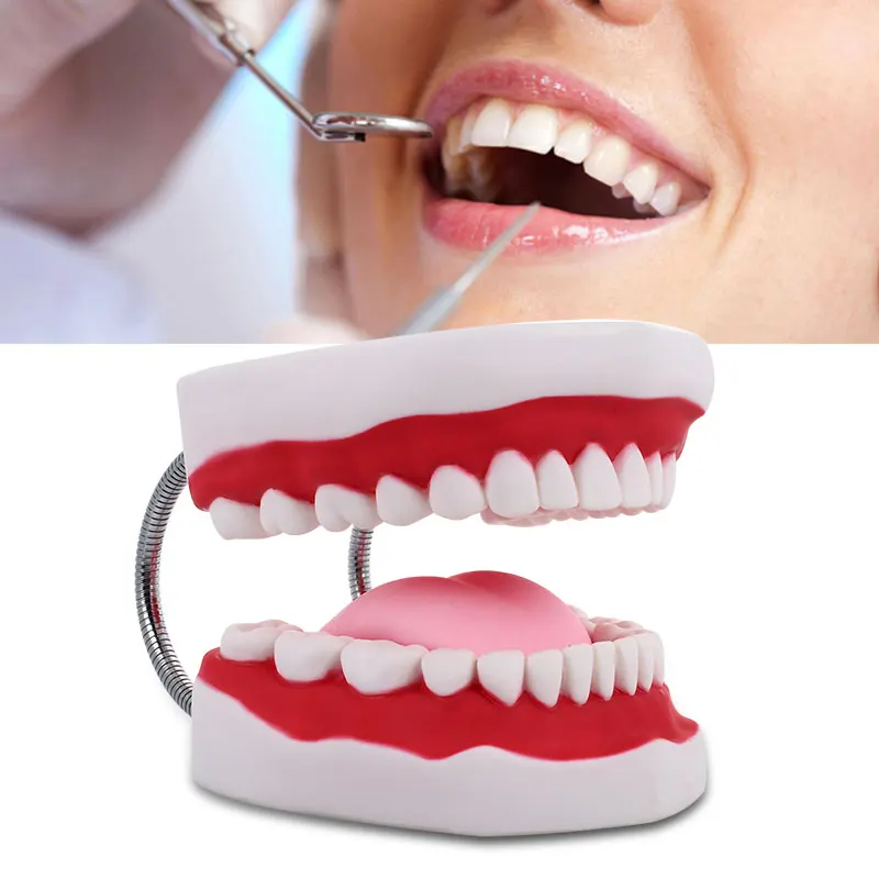 

Specialized Dental Model Student PVC Medical Model Stomatology Nursing Durable Tooth Model School