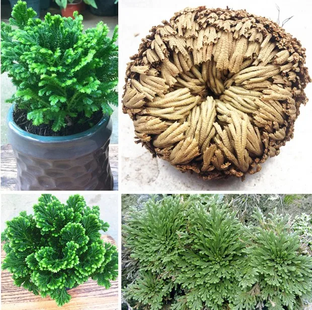 

Resurrection plant Air Fern Bonsai New Live Hot Practical Moss Bonsai - one ball (50g) Potted for Home Garden Balcony DIY Decor