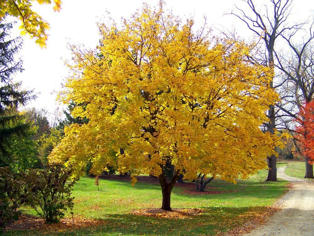 Free Shipping (20 seeds/lot) Japanese Yellow Maple Seeds Balcony Bonsai Tree Seeds for Flower