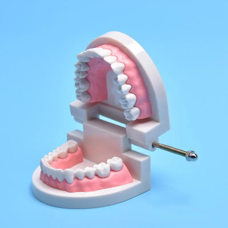 3 шт. зубные модель, модель зубов челюсти Стандартный демонстрация протез преподавания модель детского сада чистки преподавания модель