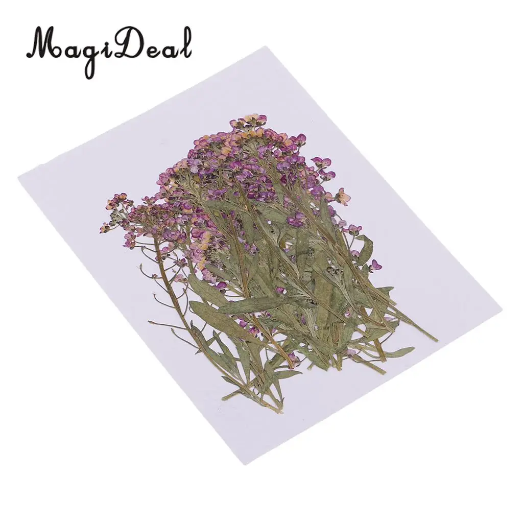 MagiDeal 20Pcs Pressed Alyssum Real Dried Flower Scrapbooking Making Accessories for DIY Necklace Pendants Charms Resin Casting
