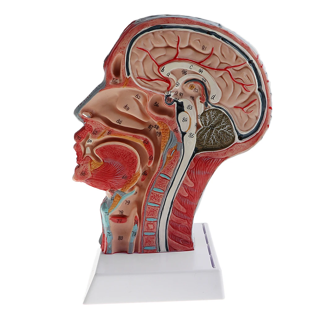 1:1 Human Half Head & Neck W/Vessel Nerve Anatomy Model for Learning Resources