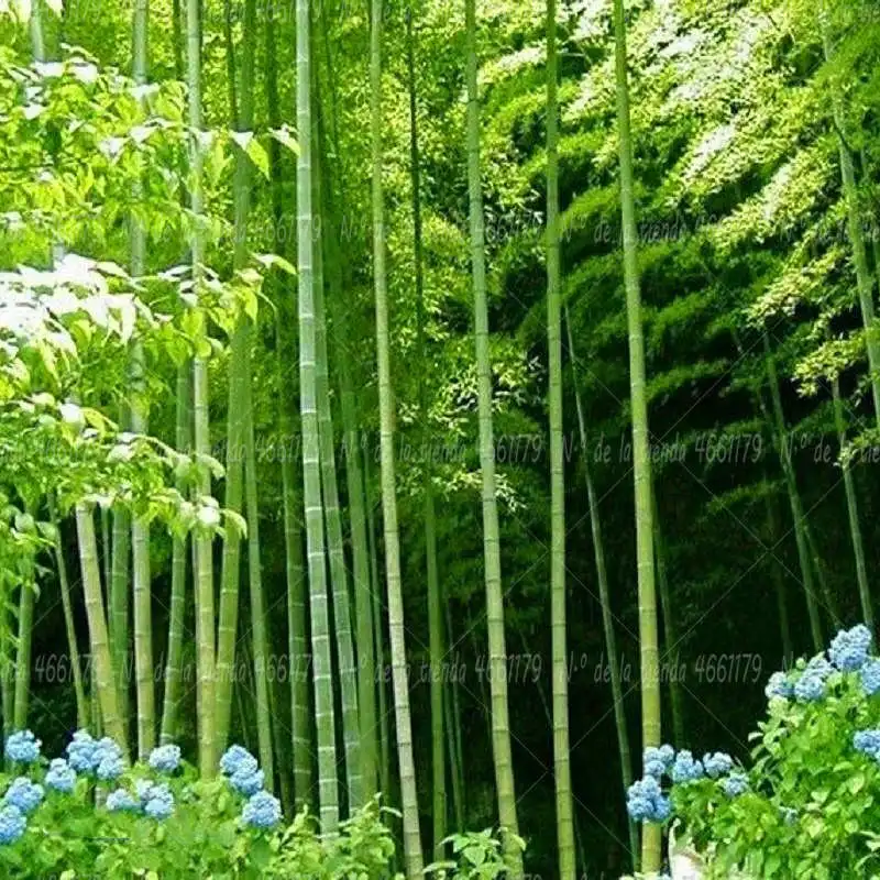 

20pcs MOSO BAMBOO HUGE MAO BAMBOO bonsais Phyllostachys pubescens edulis Moso Hardy Bamboo