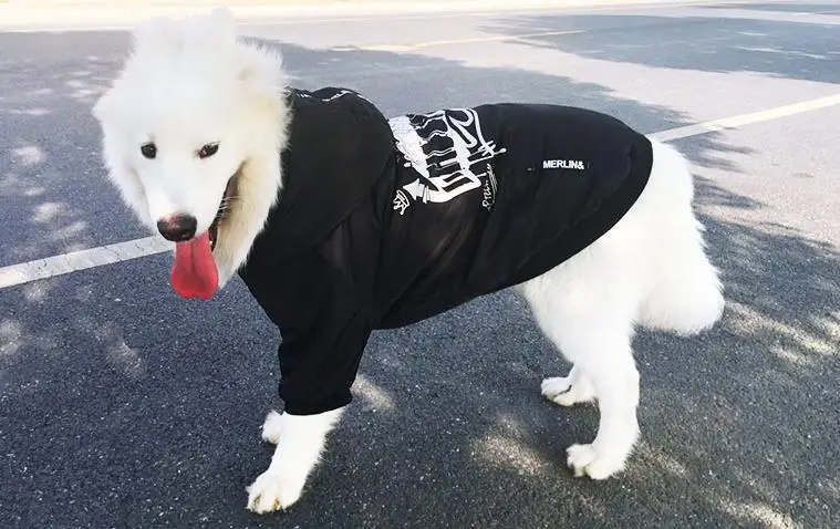 Черная одежда для больших собак с граффити, зимнее пальто для собак крупных пород, теплая спортивная стеганая куртка, Одежда для питомцев, золотистый ретривер