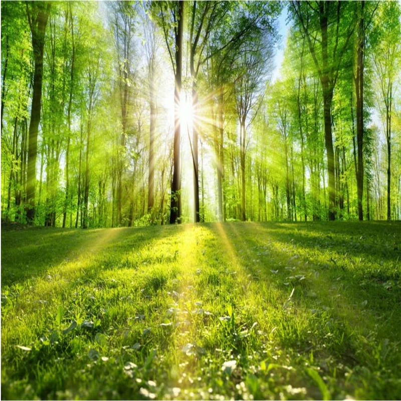Wellyu Tenang Pemandangan Hutan Pohon Berjajar Jejak Sinar Matahari Melalui Hutan Latar Belakang Kustom Besar Fresco Wallpaper Hijau Green Wallpaper Wallpaper Greenfresco Wallpaper Aliexpress