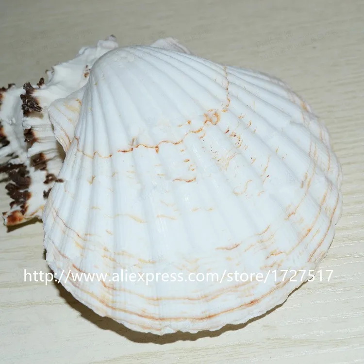 Large white scallop shell02