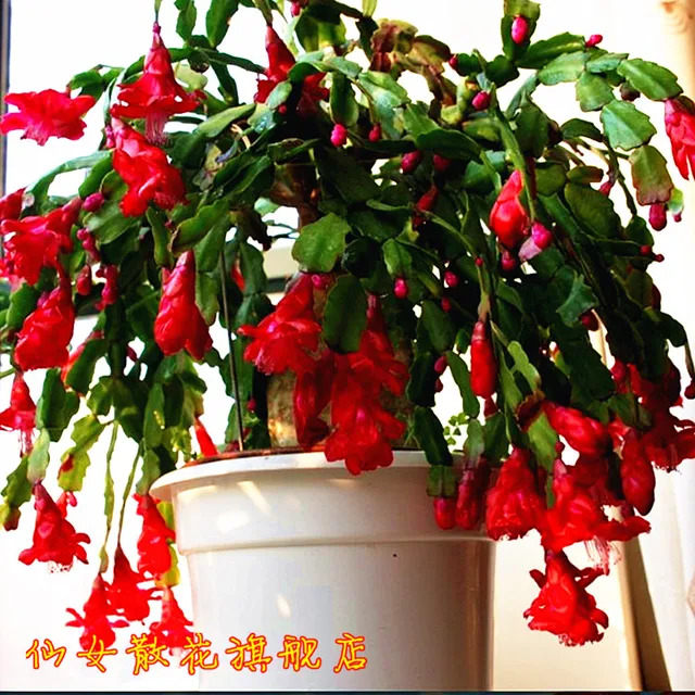 Indoor bonsai flower blue christmas cactus crab orchid at home bonnyclabber flower plantin