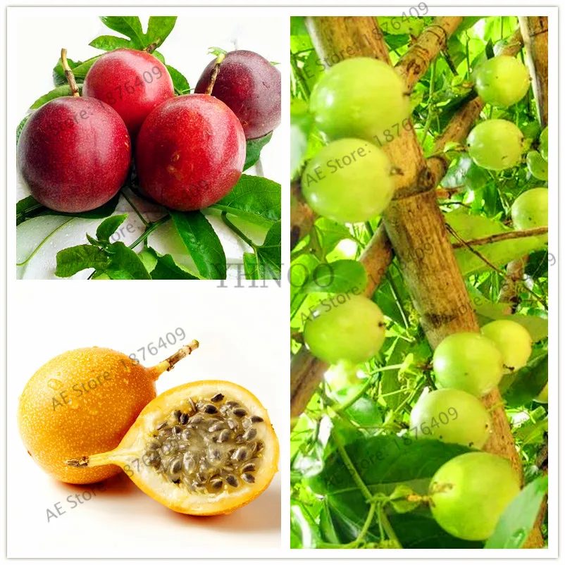 

20pcs/bag Passion Fruit (Passiflora Caerulea) bonsai,perennial sweet fruit for home and garden,easy to plant