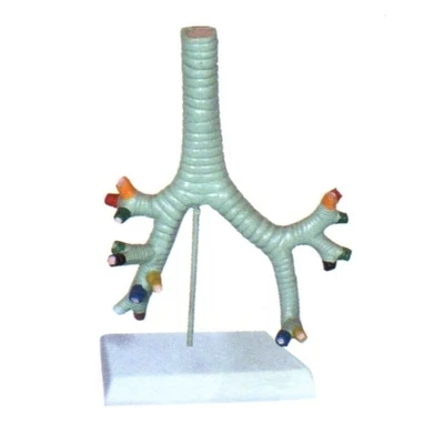 

Tracheal bronchus Lung segment bronchial model organ model teaching demonstration model 16*5*23cm