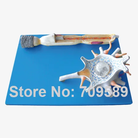 

Neuron Model(anatomical model),neurons - 2 parts model