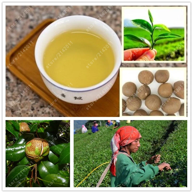 

10 pcs/bag tea tree Chinese green tea tree flowers herb bonsai tree perennial plant bonsai tree sitting