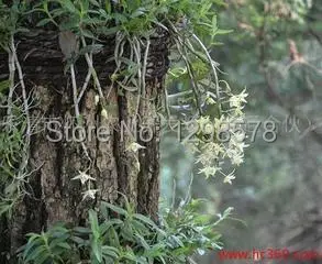 Tin caulis dendrobii Wild dendrobium stem hut |