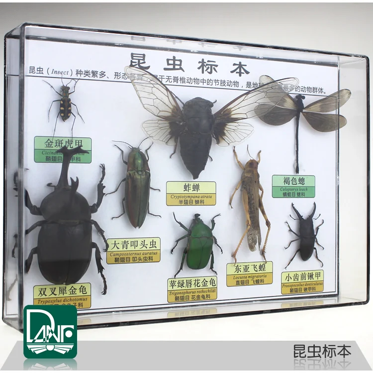 

Insect specimens beetle/locust/mantis specimens science teaching equipment child gift