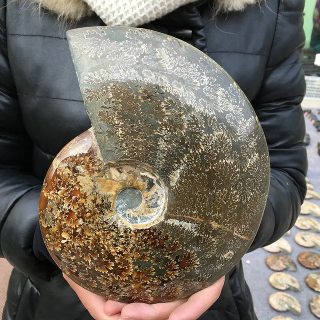 Special Offers 650-800g Natural beautiful ammonite fossil conch specimen of Madagascar 1PC Special Offers 650-800g Natural beautiful ammonite fossil conch specimen of Madagascar 1PC