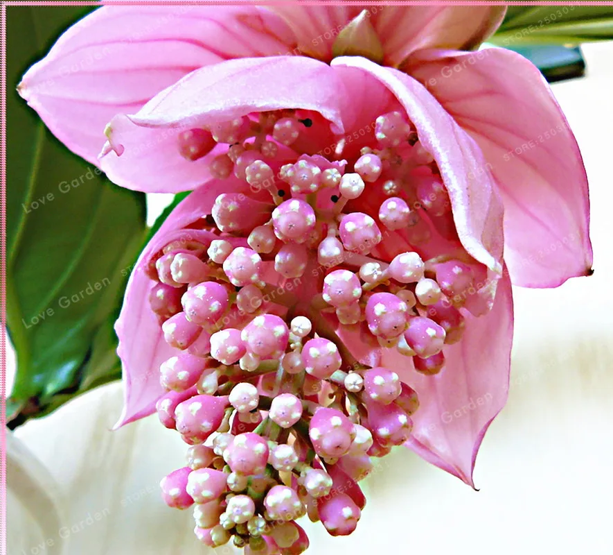 Medinilla Magnifica бонсай очень прекрасный бонсай из цветов растение для дома цветок для украшения сада бонсай 100 шт Medinilla Magnifica бонсай очень прекрасный бонсай из цветов растение для дома цветок для украшения сада бонсай 100 шт